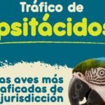Alerta y denuncia. La Corporación Autónoma Regional del Centro de Antioquia Corantioquia, alerta y denuncia sobre el incremento en el tráfico de aves de la familia psitácidos.