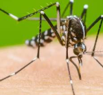 La Secretaría de Salud e Inclusión Social de Antioquia, refuerza la prevención del dengue.